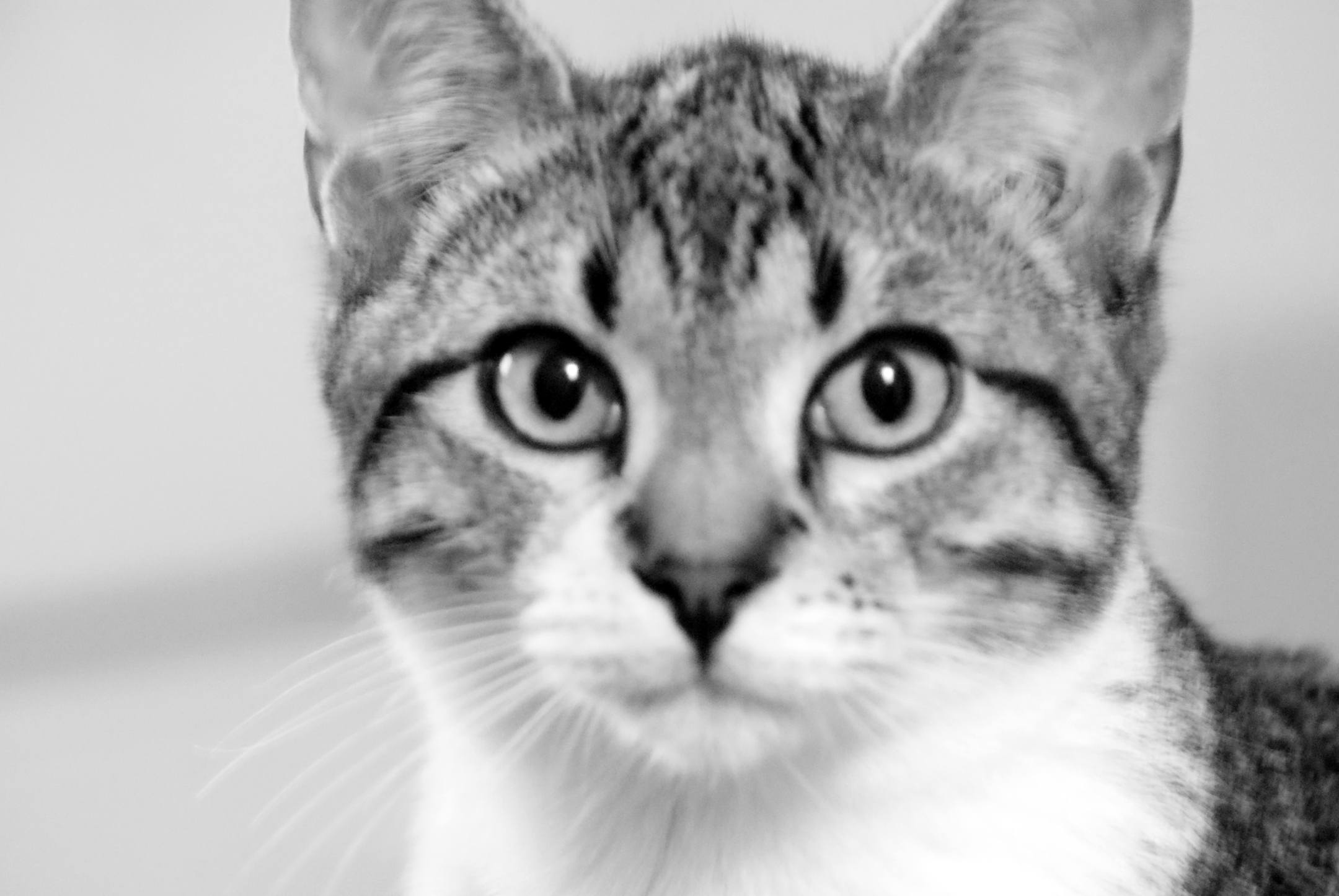 A cat staring at a camera.